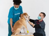 Getting to Know Dog Chiropractors: Paws and Adjustments